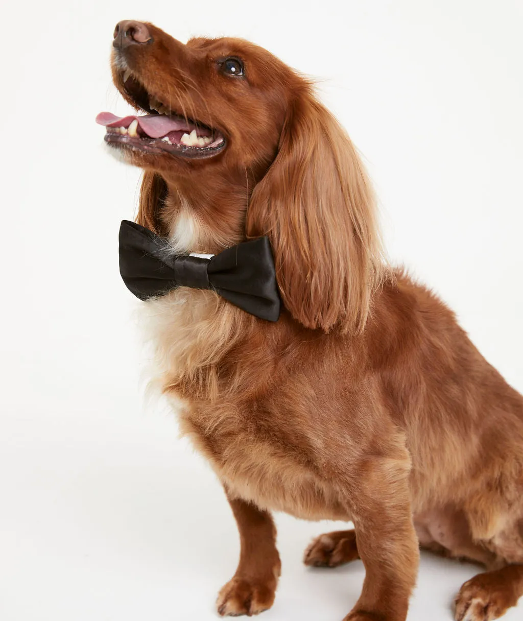 Dog Satin Bow Tie